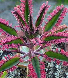 Piante di kalanchoe pink 