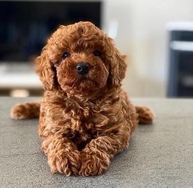 Cuccioli barboncino toy pronti per NATALE