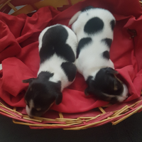 Cuccioli di Jack Russell