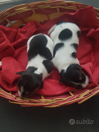 Cuccioli di Jack Russell
