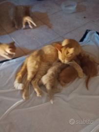 Cuccioli nati l"8 di luglio disp da settembre