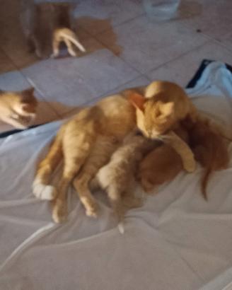 Cuccioli nati l"8 di luglio disp da settembre