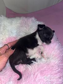 Chiwawa 