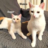 BLANCO e SUGAR mici di 8 mesi