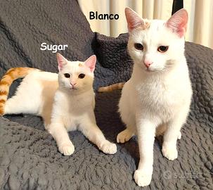 BLANCO e SUGAR mici di 8 mesi