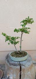 bonsai ligustro 