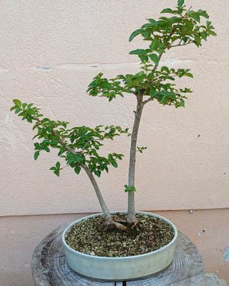 bonsai ligustro 