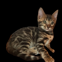 Cucciola gatto Bengala