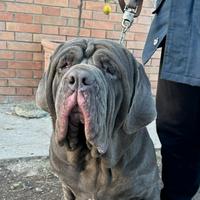 Cucciolone Mastino Napoletano