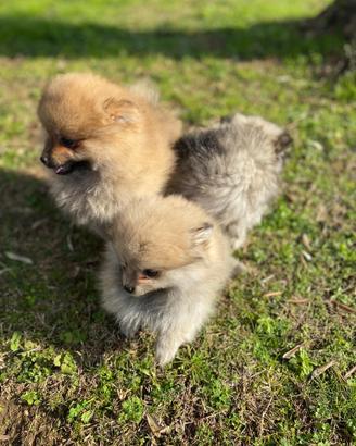 Volpino Pomerania