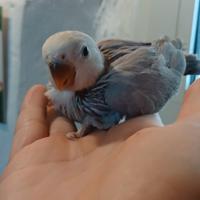 Inseparabile allevato a mano