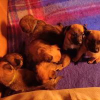 Cani malinois/pastore tedesco