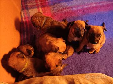 Cani malinois/pastore tedesco