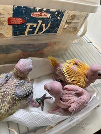 Pulli parrocchetto dal collare