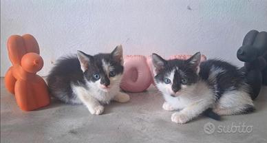 Gattini stupendi