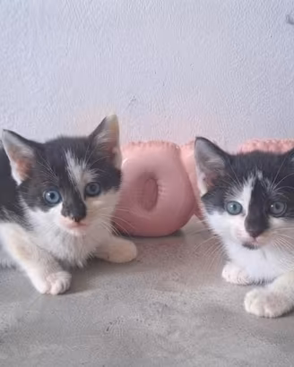 Gattini stupendi