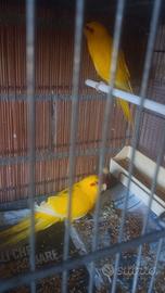 Kakariki