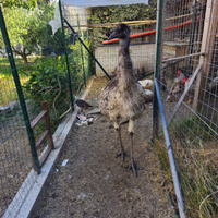 Emu' adulta 2 anni molto docile abituata con perso