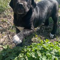 Cane corso