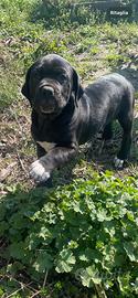 Cane corso