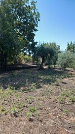 Terreno parco dell'Etna uso apicoltura, orto ecc