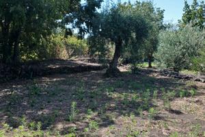 Terreno parco dell'Etna uso apicoltura, orto ecc