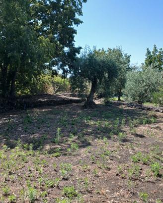 Terreno parco dell'Etna uso apicoltura, orto ecc