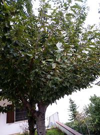 Albero ciliegio