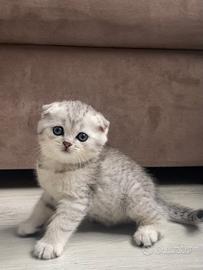 Gattina Scottish Fold Silver Tabby
