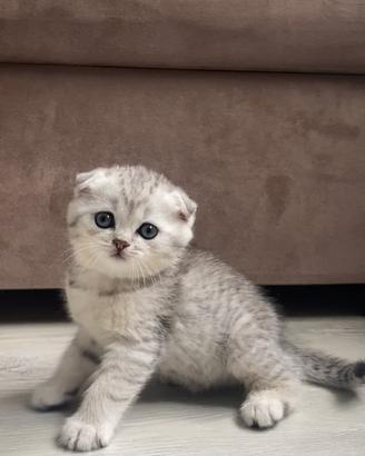 Gattina Scottish Fold Silver Tabby