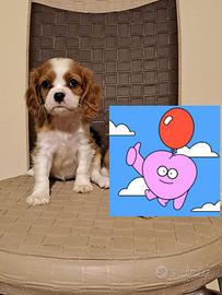 Femmina di cavalier King