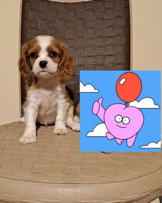 Femmina di cavalier King