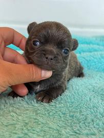 Chihuahua meravigliosa