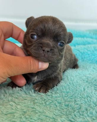 Chihuahua meravigliosa