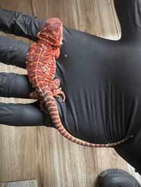 Pogona vitticeps red monster puro