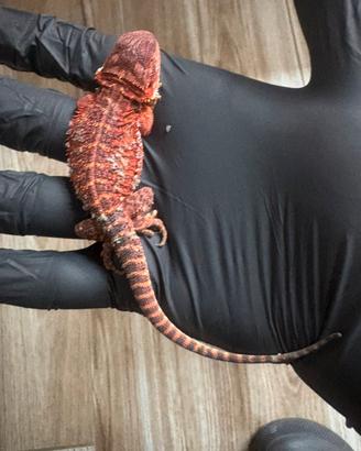 Pogona vitticeps red monster puro