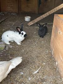 Conigli giganti pezzati