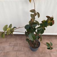 Ficus elastica