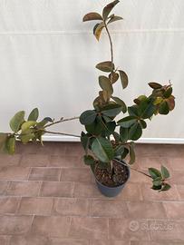 Ficus elastica