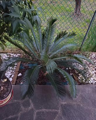 pianta palma cicas