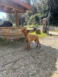 Segugio maremmano
