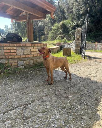 Segugio maremmano