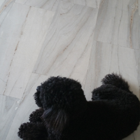 Barboncino nano per monte