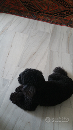 Barboncino nano per monte