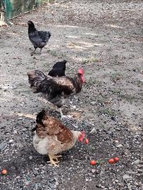 Gallo Astralorp