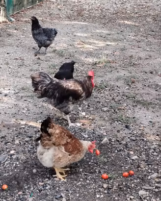 Gallo Astralorp