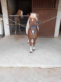 Pony