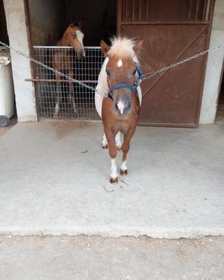 Pony