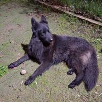 Pastore tedesco nero pelo lungo