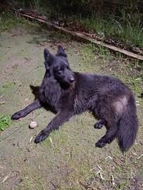 Pastore tedesco nero pelo lungo